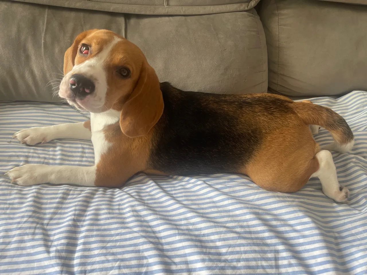 Vende-se beagle - Foto 2
