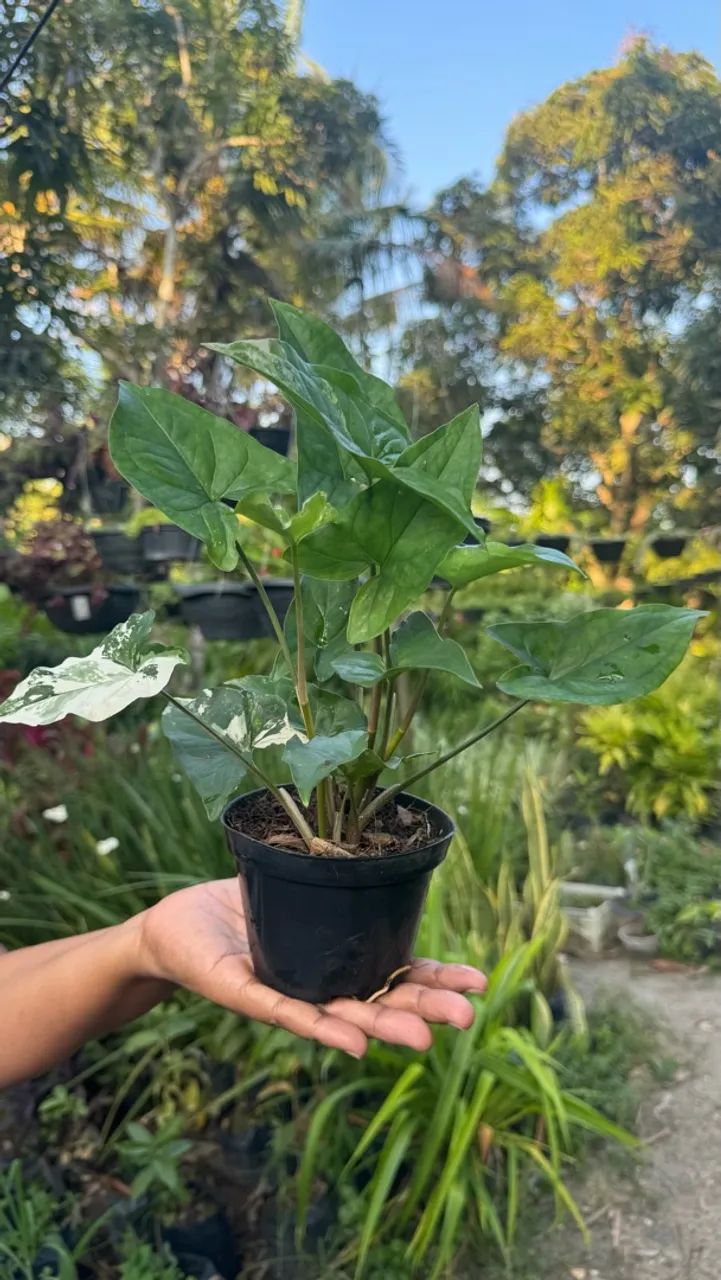 Plantas