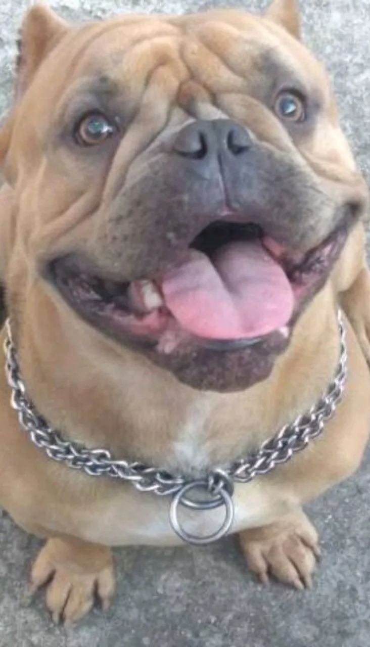 American bully  - Foto 4