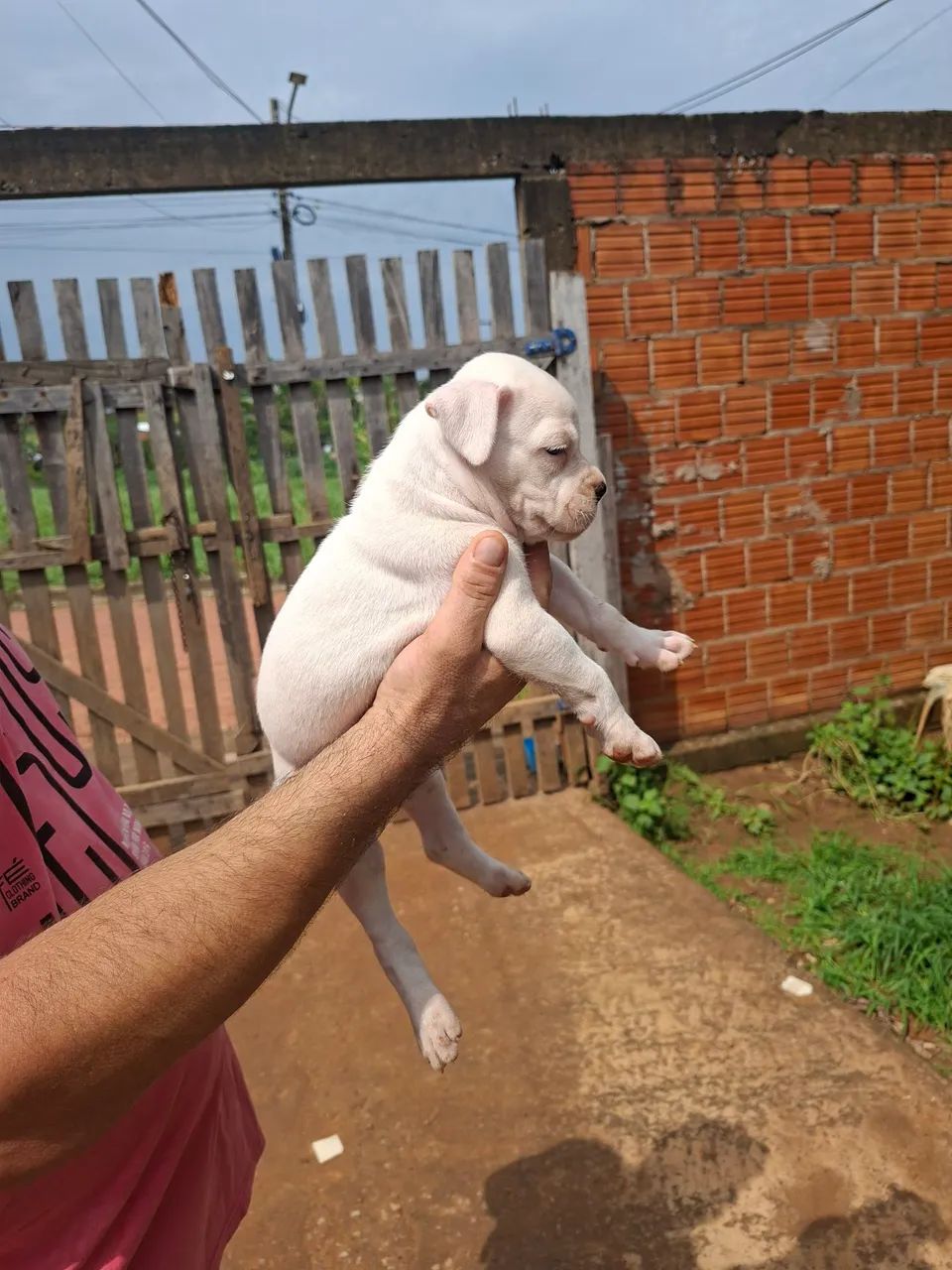 Filhotes de Boxer  - Foto 5