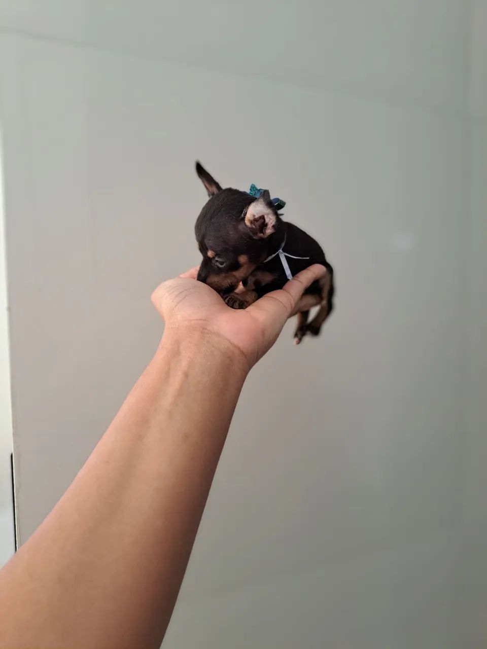 O menor pinscher zero  - Foto 2