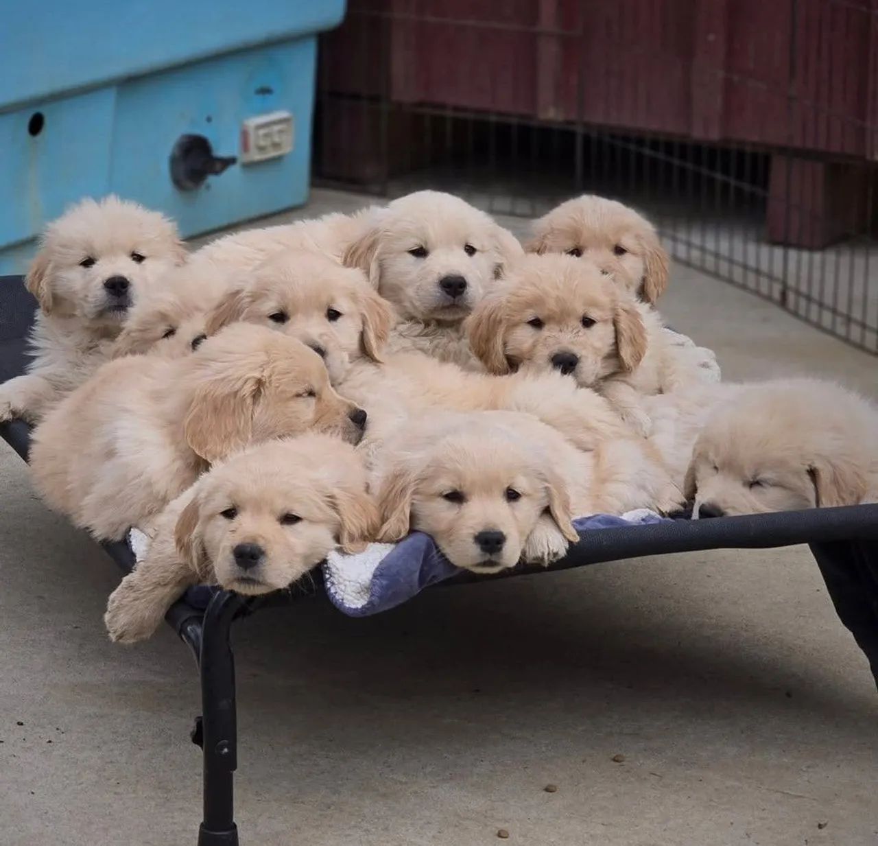 VENDA DE GOLDENS - Foto 2