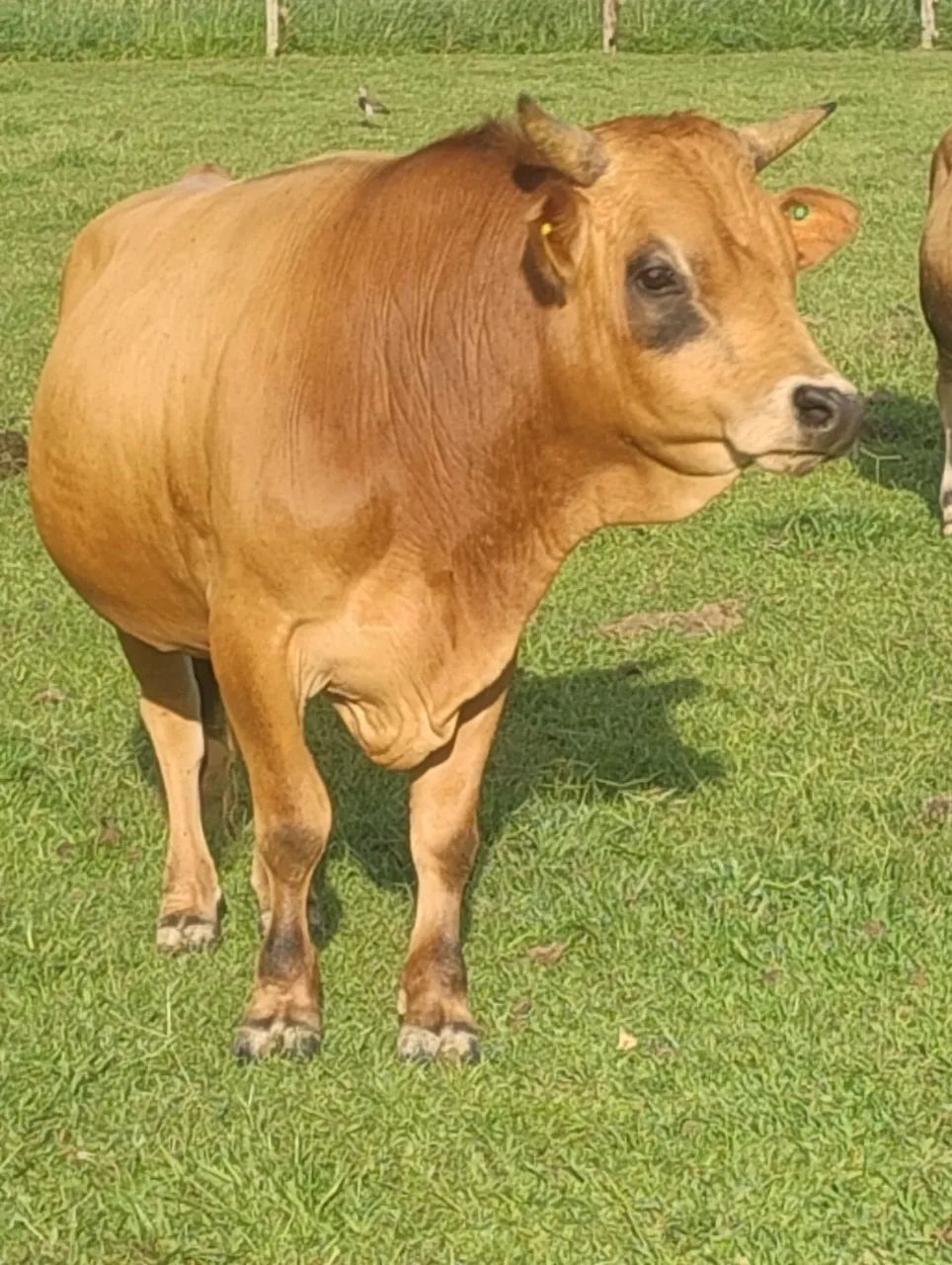 Mini vaca e mini touro  - Foto 5