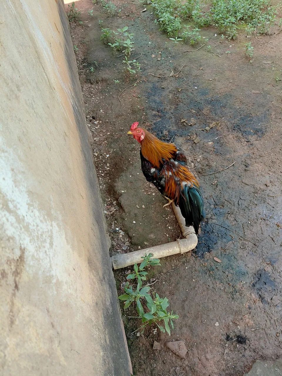 Vender  galo ?  - Foto 4