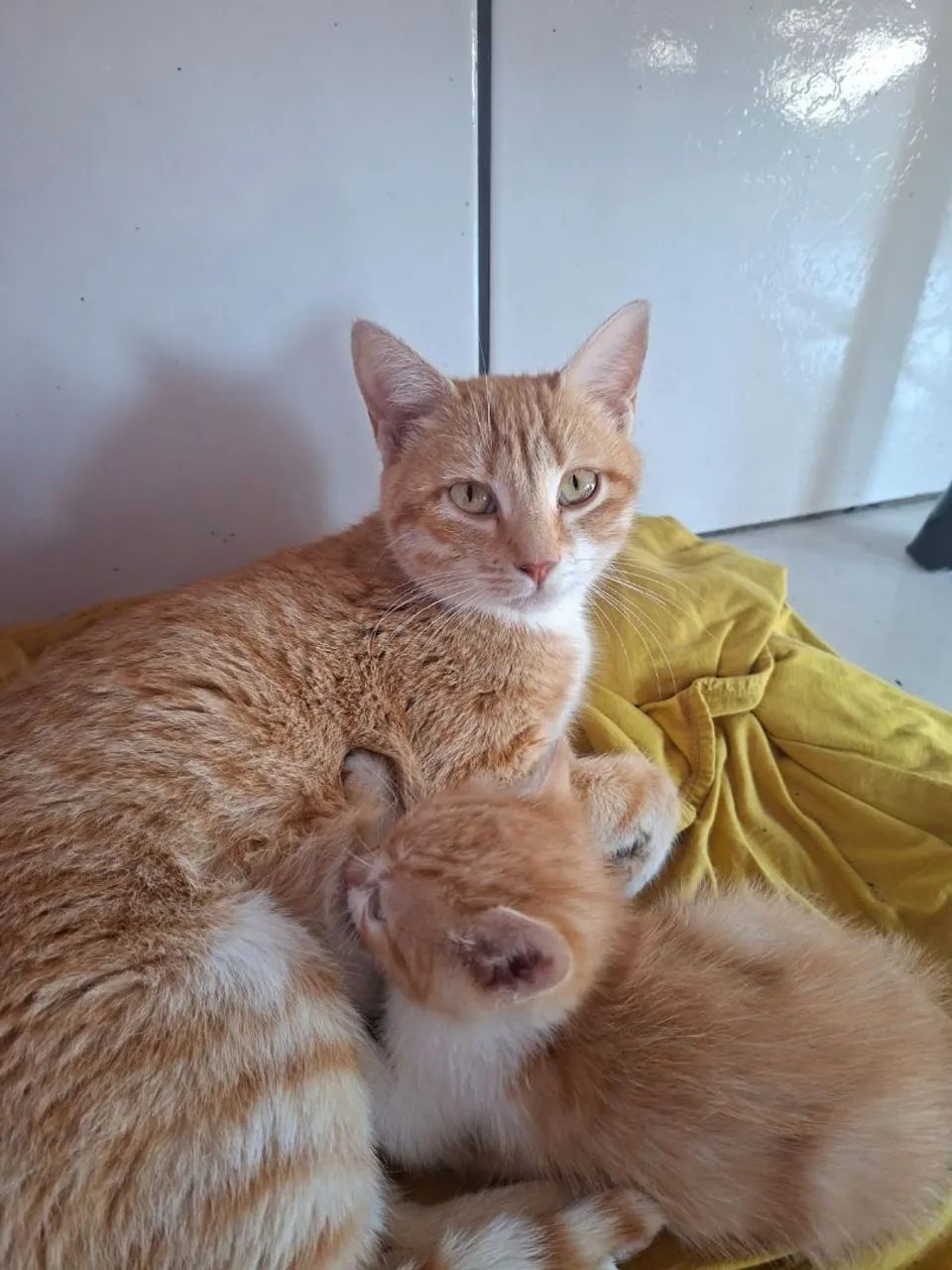 Doa-se gatinhos - Foto 2