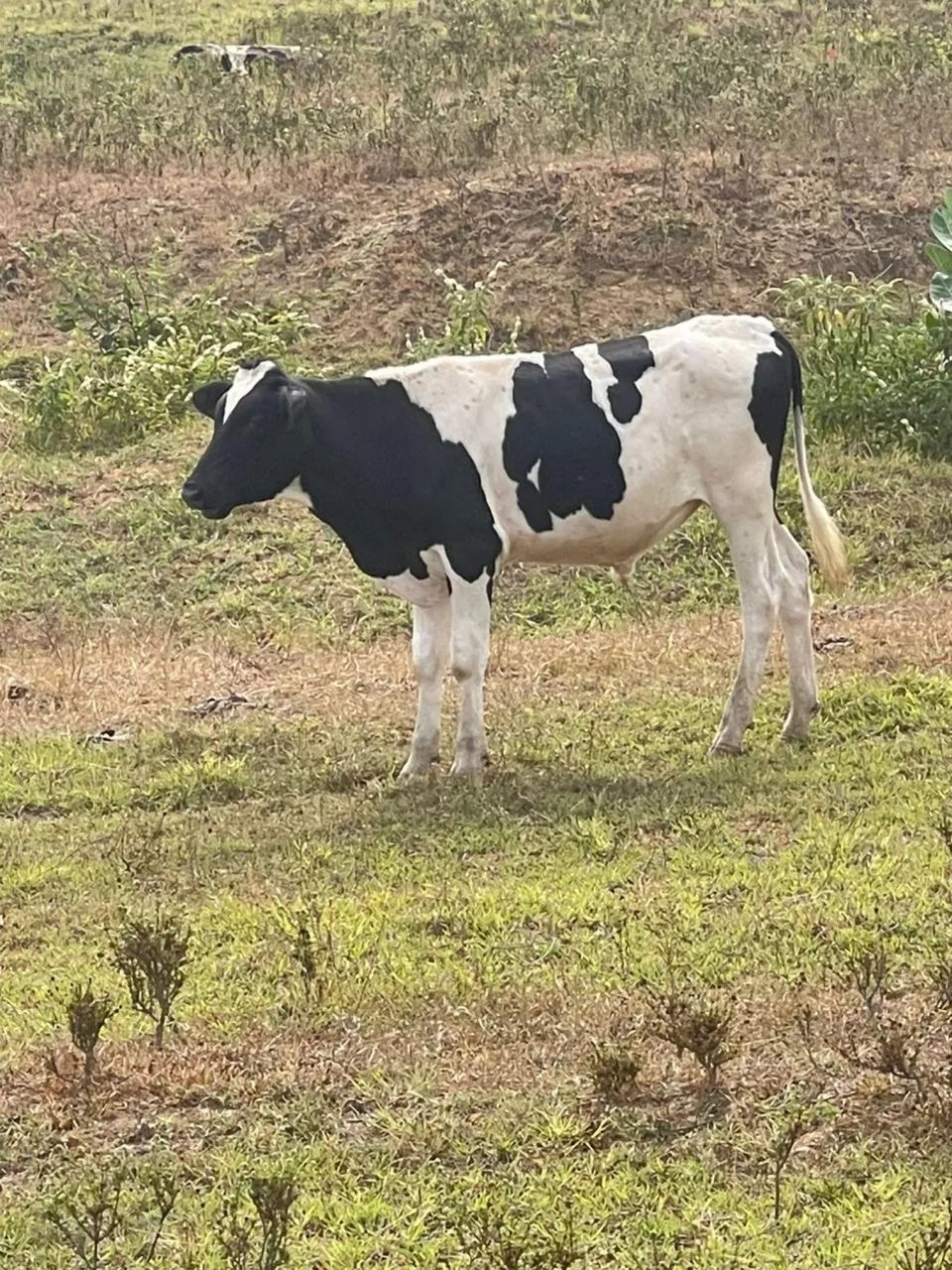 Bezerro Holandês  - Foto 4