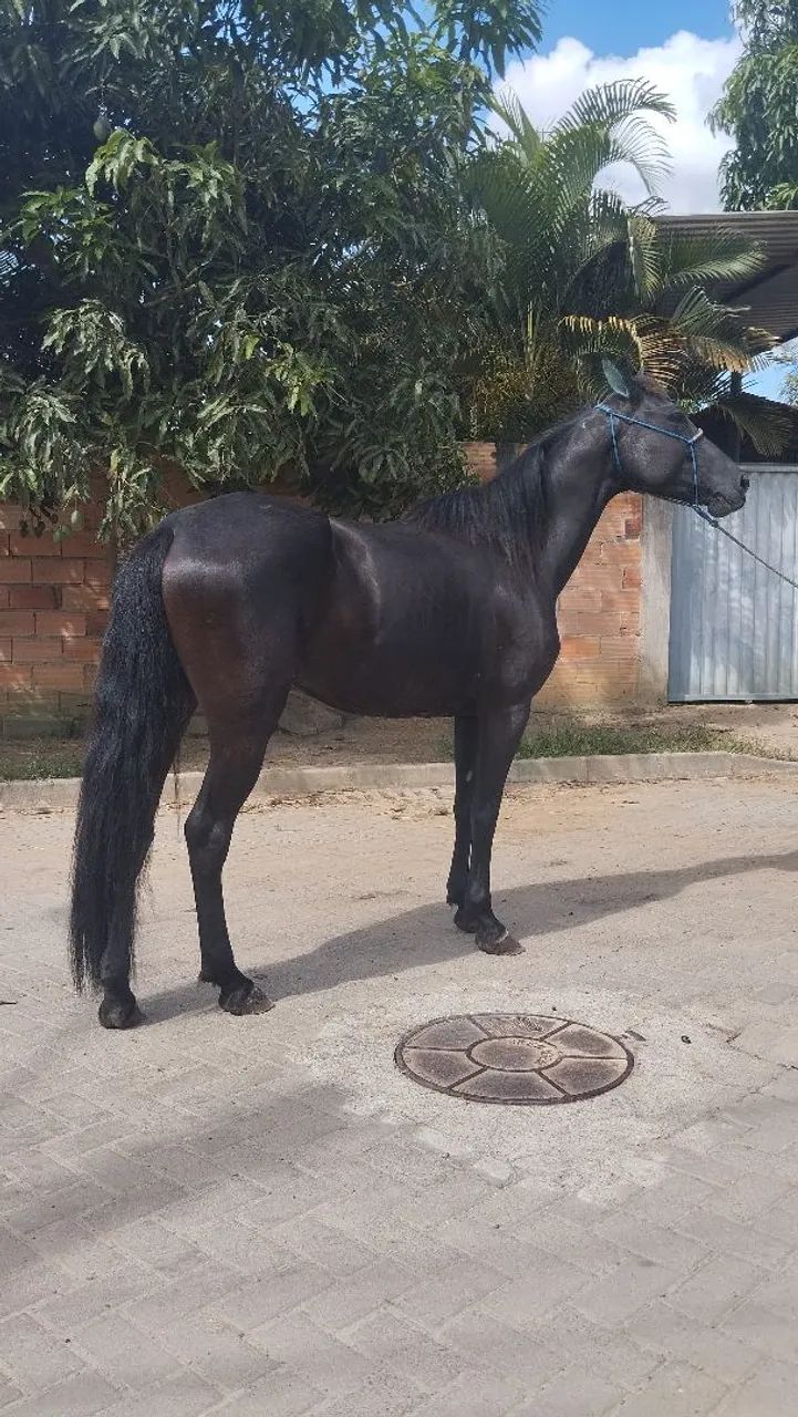 Égua manga larga machador negra  - Foto 4