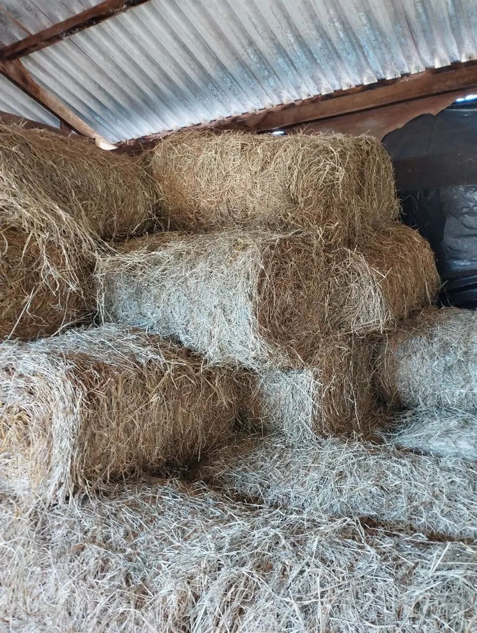 Venda de fenos grama estrela  - Foto 5