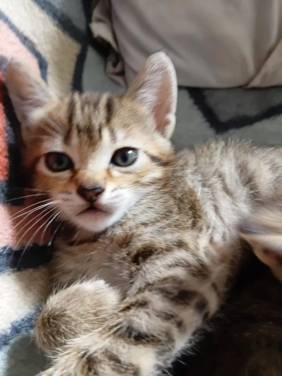 Filhotes de Gato  - Foto 5