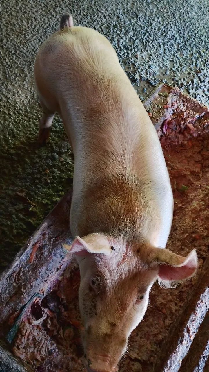 Porco