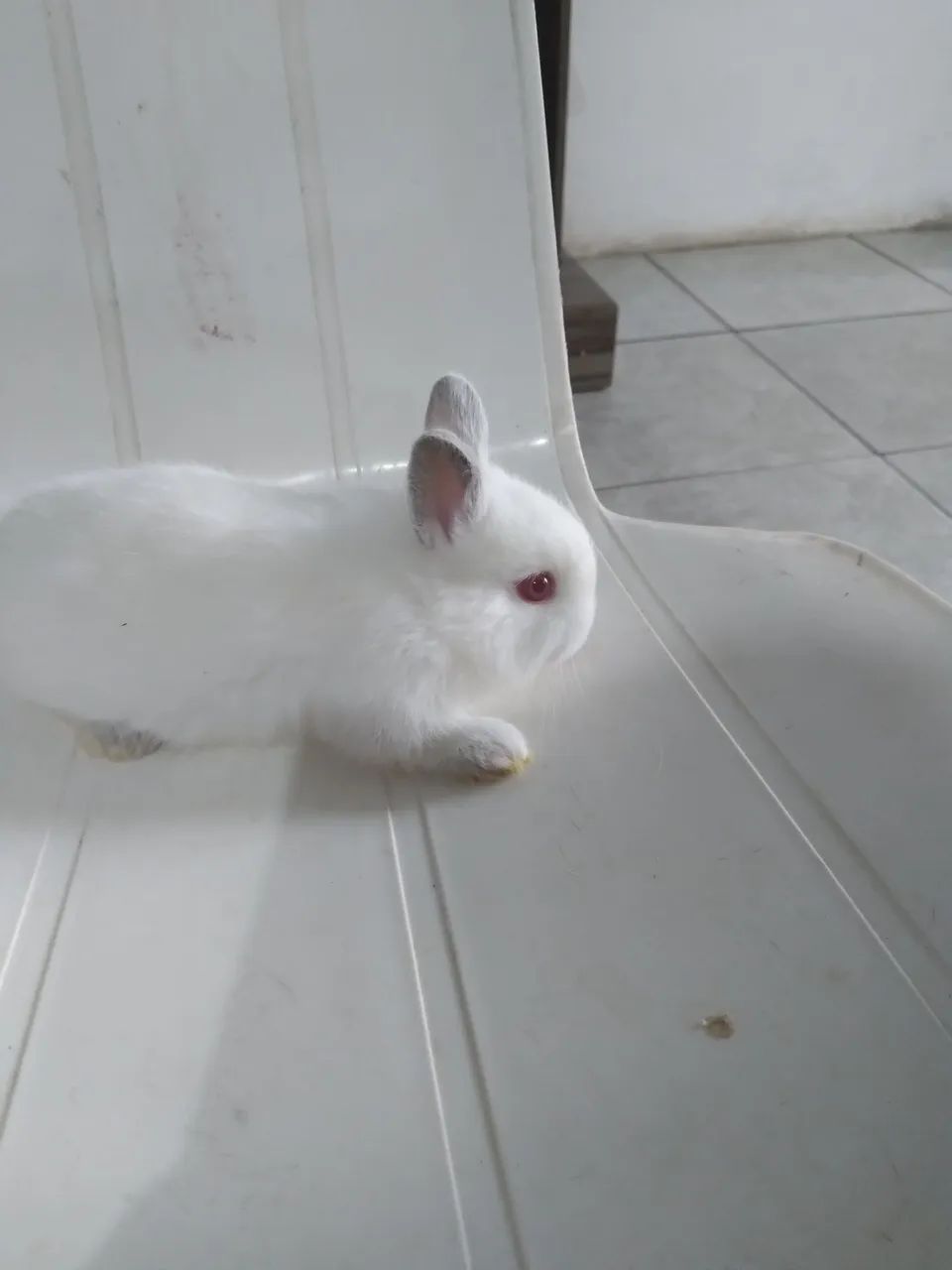 Coelhos anão  - Foto 3
