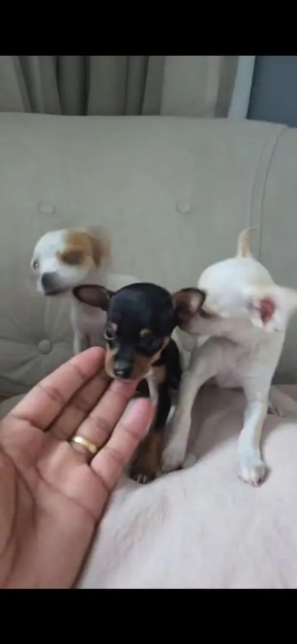 Pincher 