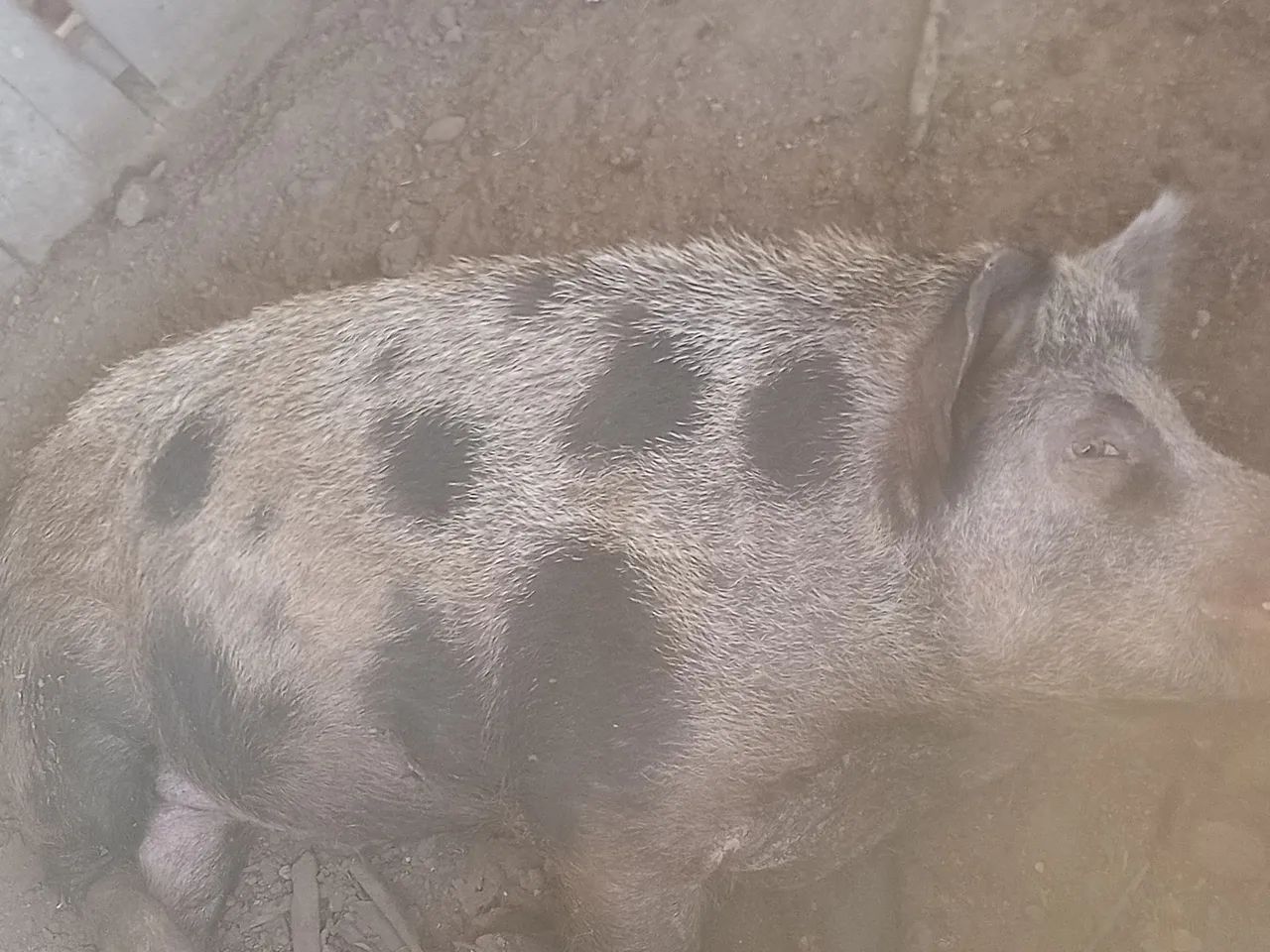 Porco  - Foto 3