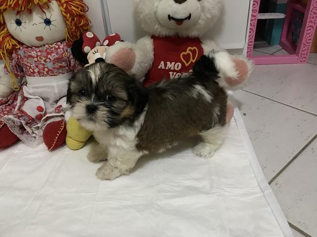 Belíssimos filhotes de shih - tzu !