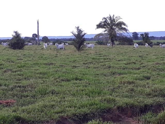 Fazenda Terra de cultura Há 10 km de Arenapolis Mato Grasso - Foto 9
