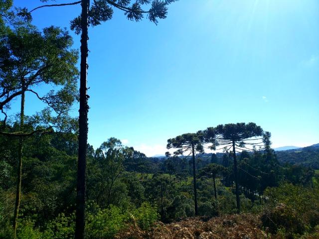 Belo Sítio com 30 hectares as Margens do Rio Canoas, em Rio Rufino - Foto 4