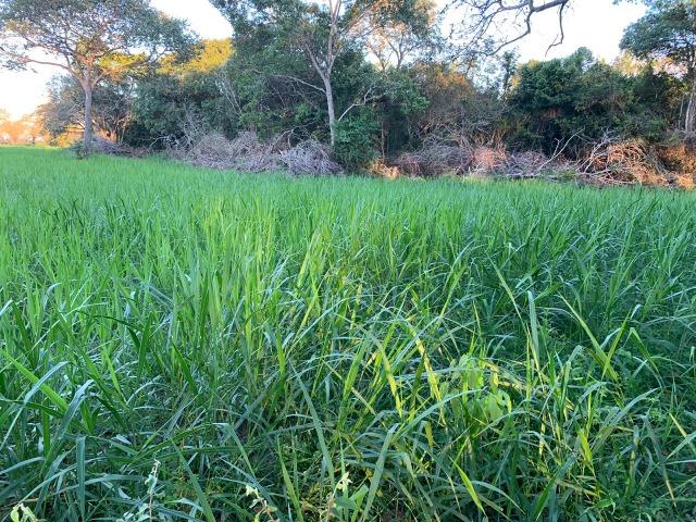 5.000 há (1.033 alq) rica em água com dupla aptidão verde o ano todo - Foto 7
