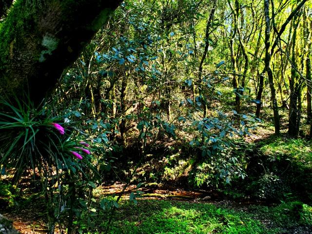Belo Sítio com 30 hectares as Margens do Rio Canoas, em Rio Rufino - Foto 13