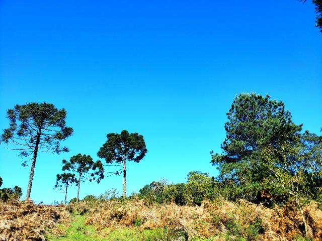 Belo Sítio com 30 hectares as Margens do Rio Canoas, em Rio Rufino - Foto 10