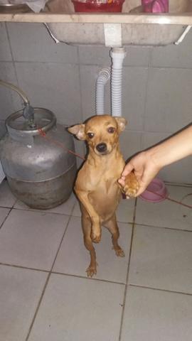 Estou procurando um namorado urgente