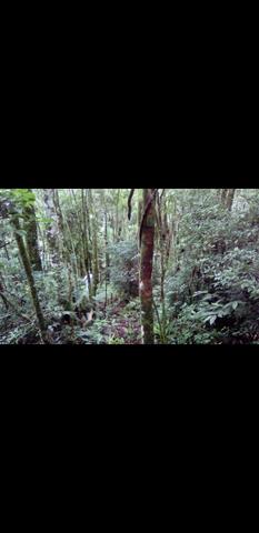 Chácara bocaiuva vendo ou troco,casa,ap,terreno - Foto 4