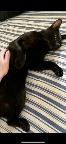 Gato para adoção responsável - Foto 4