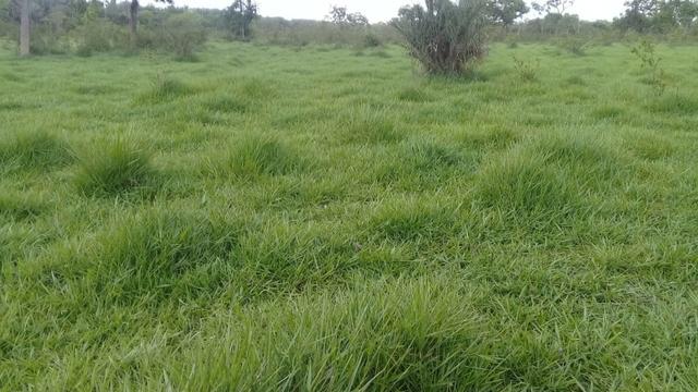 Fazenda de 840 alqs. dupla aptidão Proxima de Dois Irmãos - Foto 18