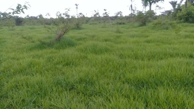 Fazenda de 840 alqs. dupla aptidão Proxima de Dois Irmãos - Foto 17