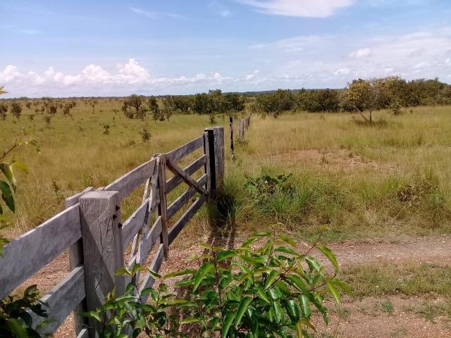 Fazenda de 840 alqs. dupla aptidão Proxima de Dois Irmãos - Foto 5
