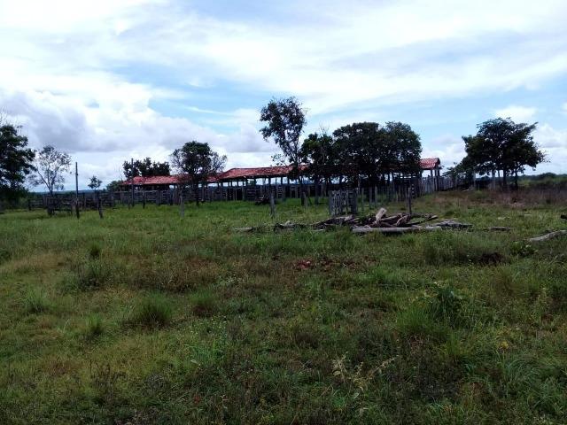Fazenda de 840 alqs. dupla aptidão Proxima de Dois Irmãos - Foto 15