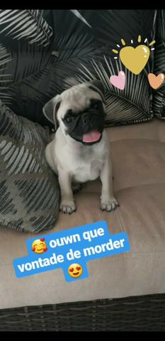 Babys PUGs prontos pra entrega