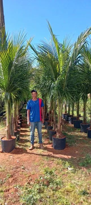 Mudas de palmeiras variadas semi adulta - Foto 5