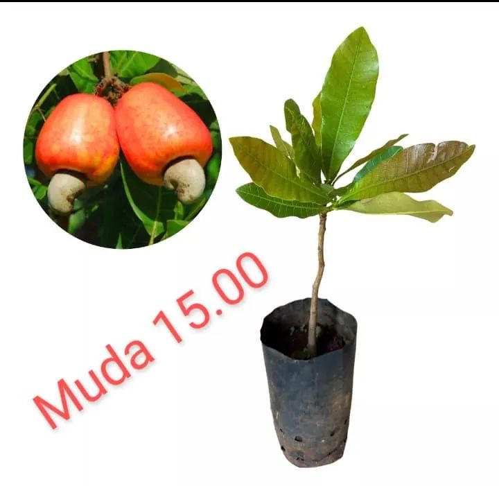 Mudas