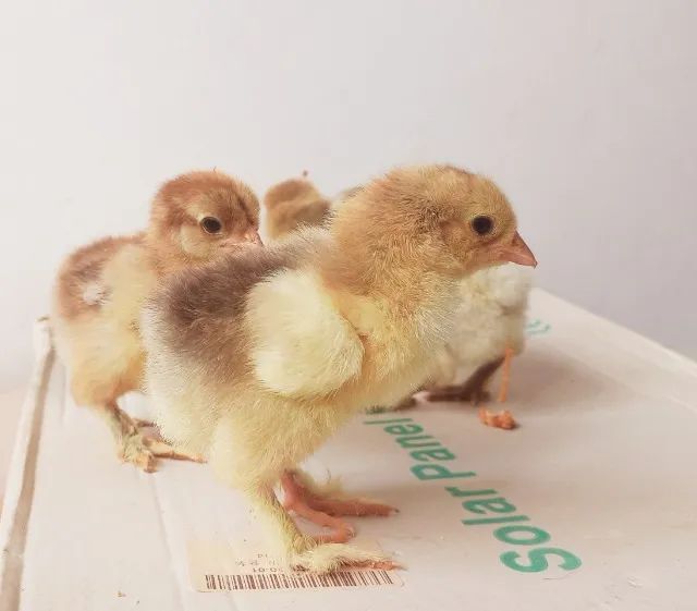 Pintinhos Brahma raça pura 