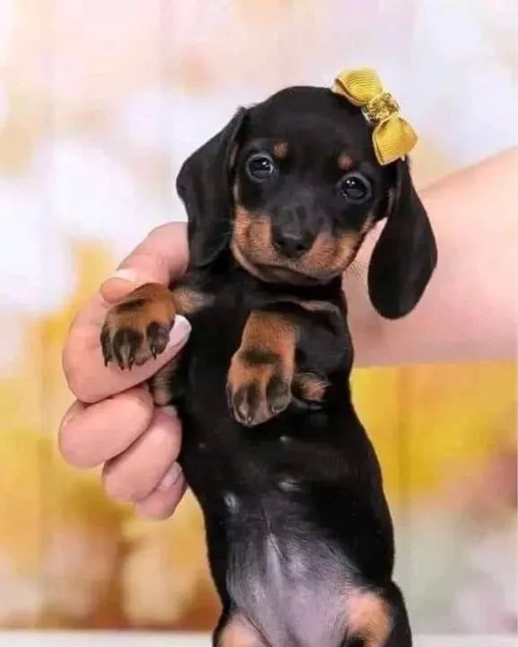 Basset Teckel Saudável e Vacinado