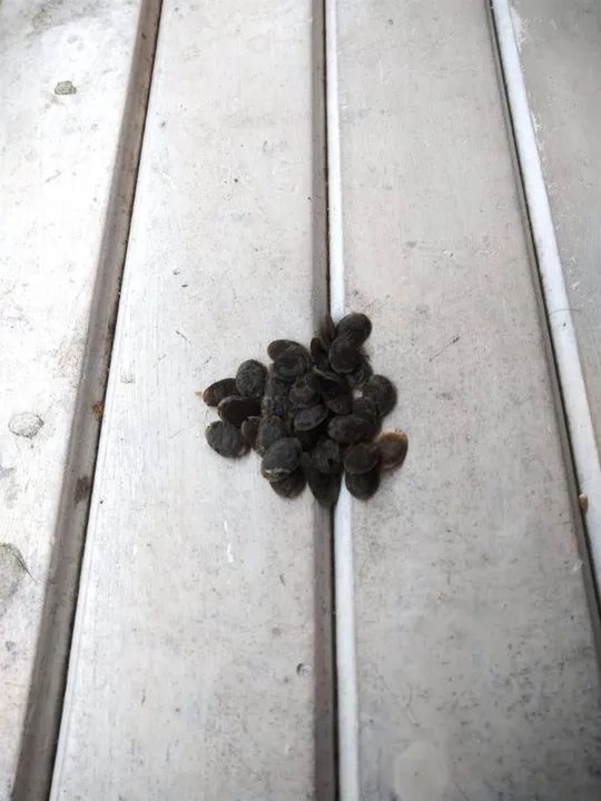 ? Sementes de Bucha Vegetal! ?