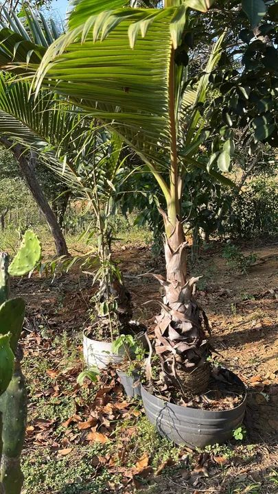 Palmeira Garrafa - Foto 2