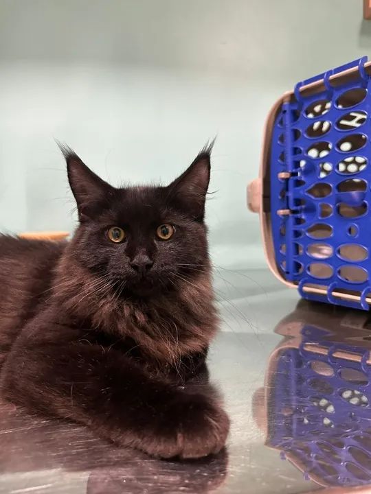 ***Promoção***Filhotes de Gatos Maine Coon - Foto 5