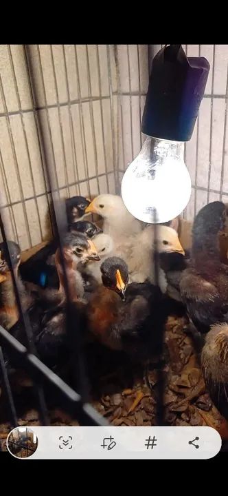 Pintinhos GSB de raça pura para venda