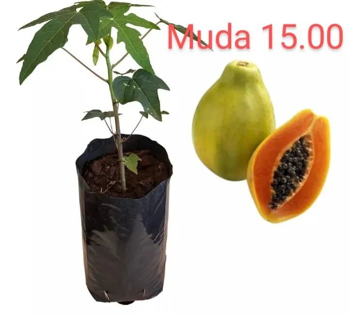 Mudas - Foto 2