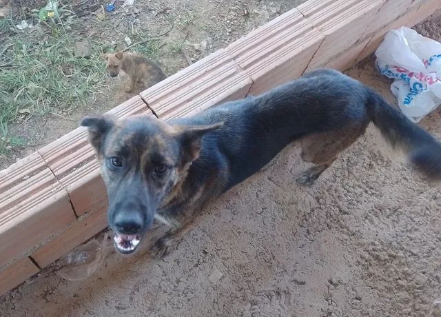 Doação de Filhote de Pastor Alemão - Cachorros e acessórios - Área Rural de  Betim, Betim 1288609154