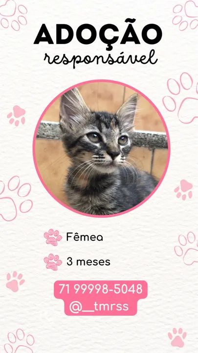 Gatinha linda para adoção  - Foto 2