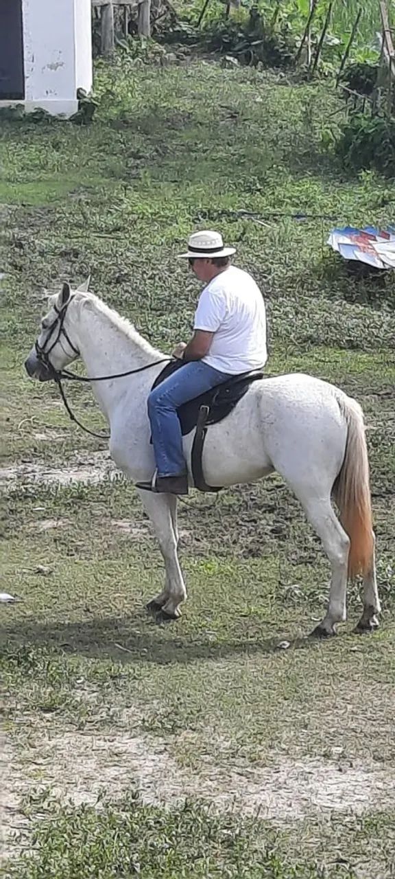    CAVALO MANGALARGA MARCHA PICADA. 