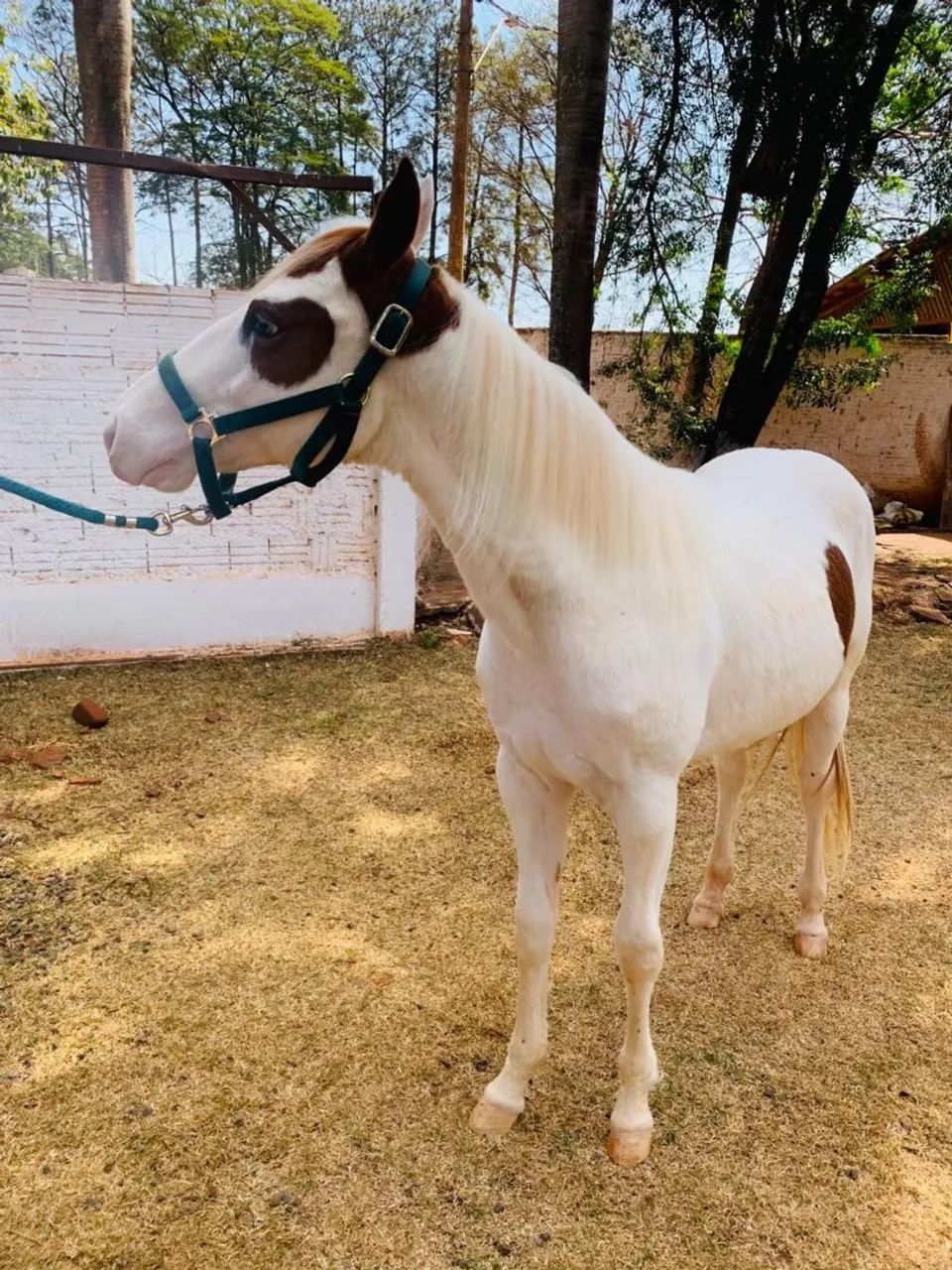 CAVALO POTRO PAINT HORSE P.O - Foto 6