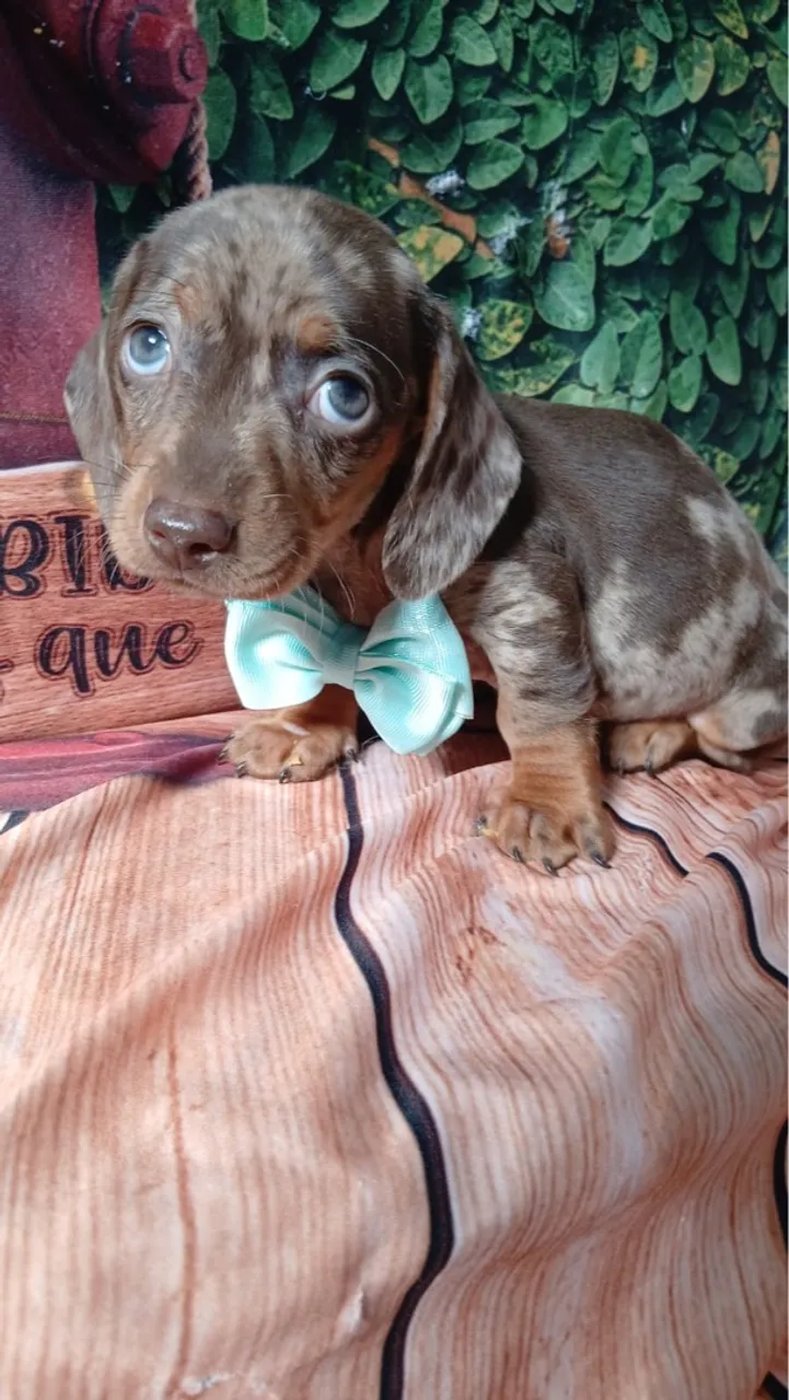 Dachshund Macho Arlequim *********
