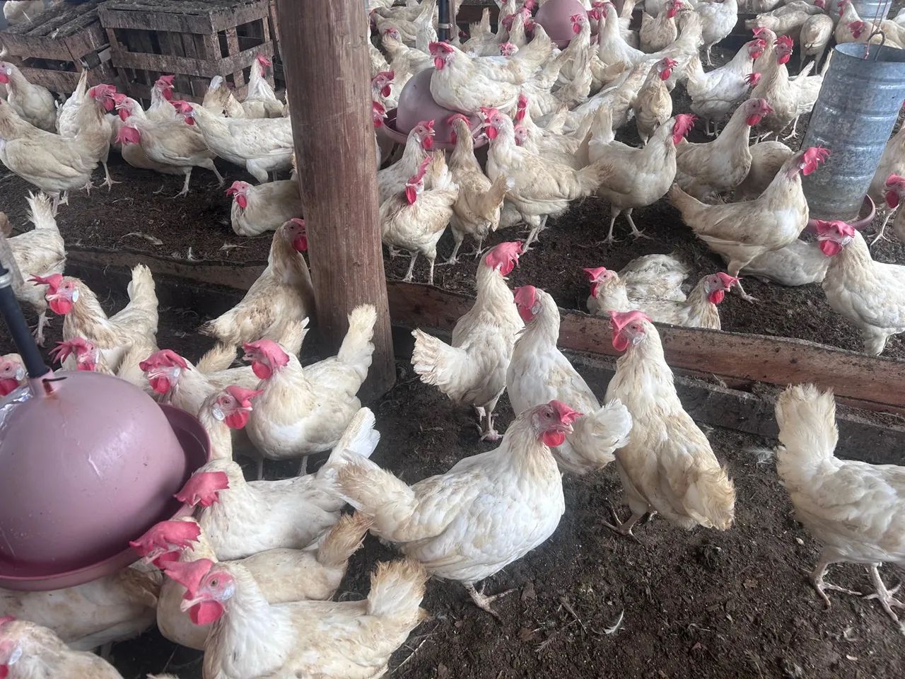 Galinhas de postura em produção 