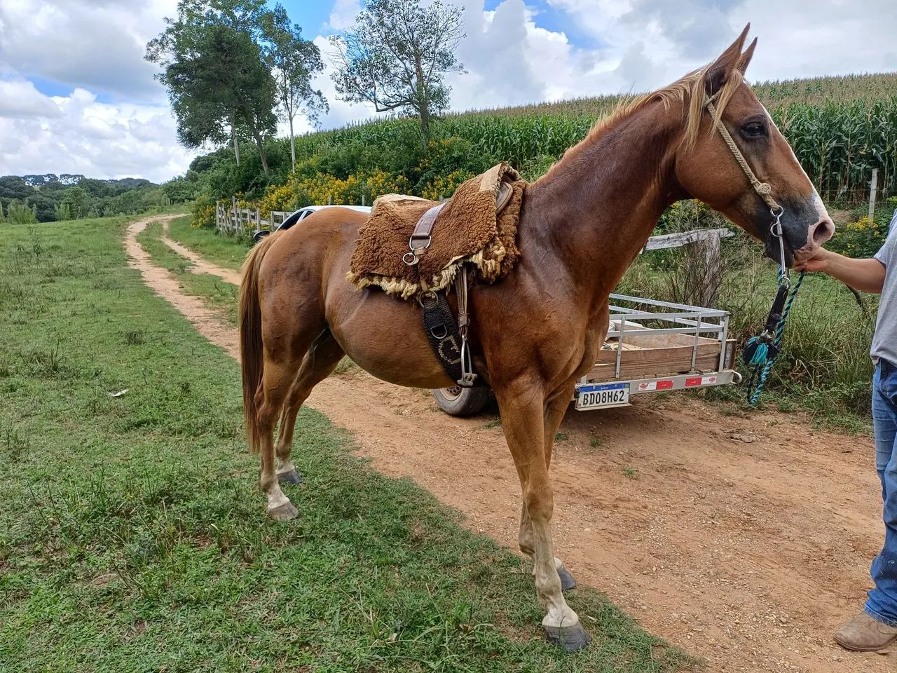 Cavalo quarto de milha de confiança  - Foto 5