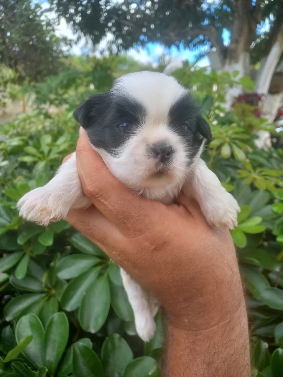 Filhote de shih tzu fêmea
