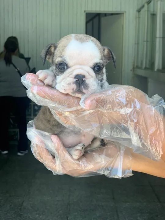 Bulldog Inglês são conhecidos por sua aparência fofinhas e varias dobrinhas