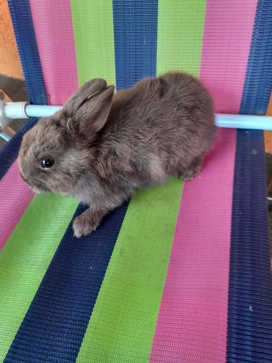 Coelho mininether - Foto 3